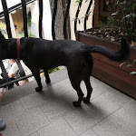 Photo n°3 de l'avis de Stefan.u fait le 04/09/2018 à 12:08 sur le  Da Maria à Vessalico