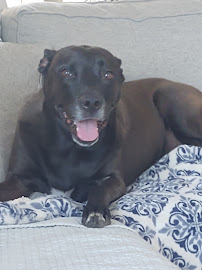 Pet Project Temecula - Photo 7 - Car repair in , Hemet