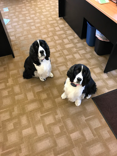 Adoption Agency «Kirsh & Kirsh, P.C. - Indiana Adoption», reviews and photos