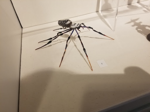 Art Center «Sangre de Cristo Arts & Conference Center», reviews and photos, 210 N Santa Fe Ave, Pueblo, CO 81003, USA