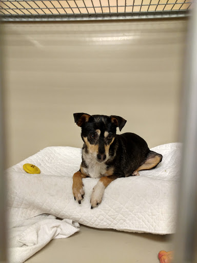 Pet Supply Store «PetSmart», reviews and photos, 1945 Pavilion Way, Lexington, KY 40509, USA