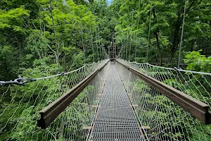 Judith and Maynard H. Murch IV Canopy Walk image