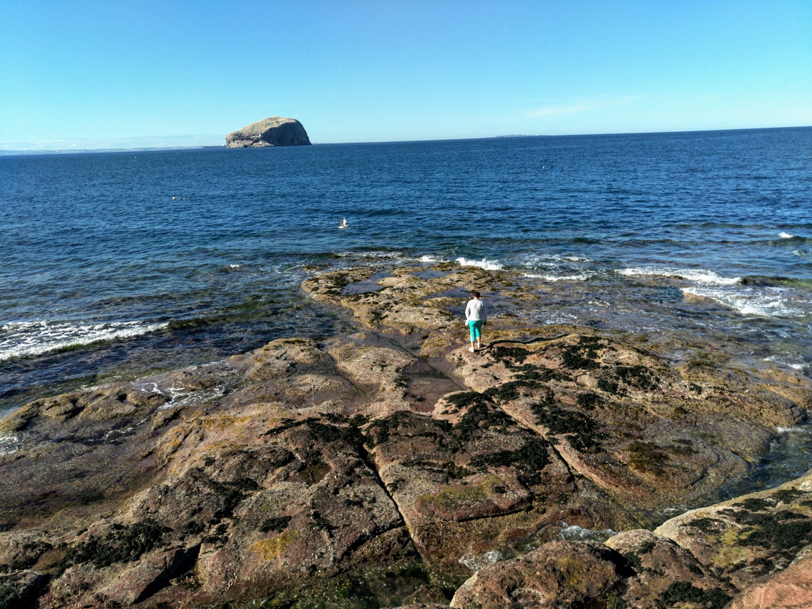 Foto von Seacliff Beach - beliebter Ort unter Entspannungskennern