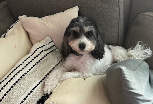 The Village Vets Decatur-Ponce image