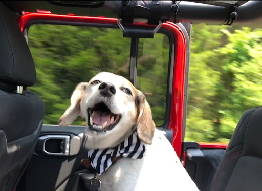 Marshfield Veterinary Clinic image