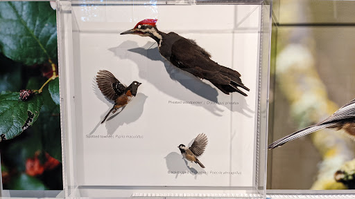 Natural History Museum «Burke Museum of Natural History and Culture», reviews and photos, 1413 NE 45th St, Seattle, WA 98105, USA