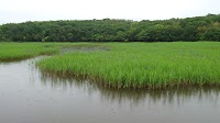 小堤西池のカキツバタ群落