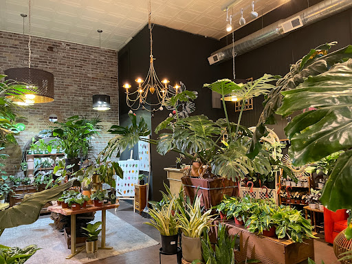 Botany Zhi, urban plant shop( house of botanicals)