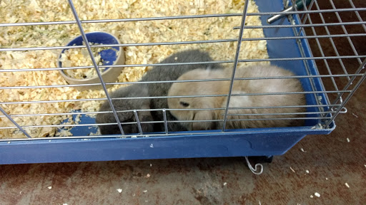 Pet Store «Wildside Pets», reviews and photos, 1042 N Higley Rd #105, Mesa, AZ 85205, USA