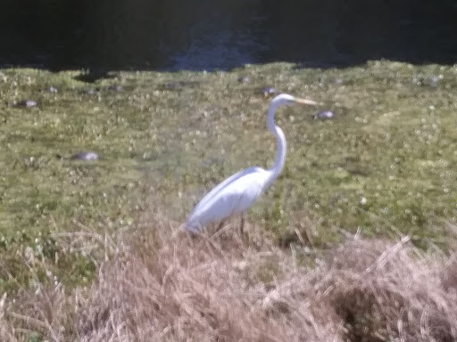 Golf Club «The Hackler Course at Coastal Carolina University», reviews and photos, 107 Citadel Dr, Conway, SC 29526, USA
