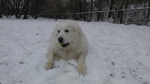 Park «Lake of the Isles Dog Park», reviews and photos, 2845 W Lake of the Isles Pkwy, Minneapolis, MN 55405, USA