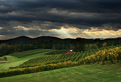 Vineyard «Three Sisters Vineyards & Winery», reviews and photos, 439 Vineyard Way, Dahlonega, GA 30533, USA