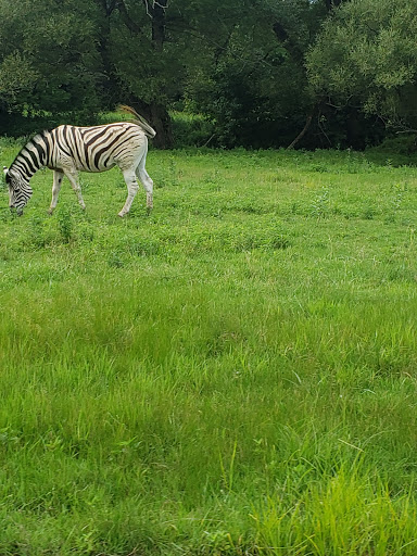Amusement Park «Little Amerricka Amusement Park», reviews and photos, 700 E Main St, Marshall, WI 53559, USA