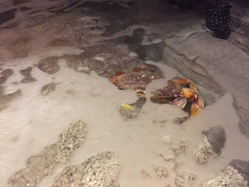 Aquarium «SeaQuest Interactive Aquarium Las Vegas», reviews and photos, 3528 S Maryland Pkwy #340, Las Vegas, NV 89169, USA