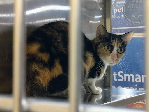 Pet Supply Store «PetSmart», reviews and photos, 1125 Hover St, Longmont, CO 80501, USA