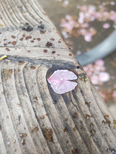 Park «Cowen Park», reviews and photos, 5849 15th Ave NE, Seattle, WA 98105, USA