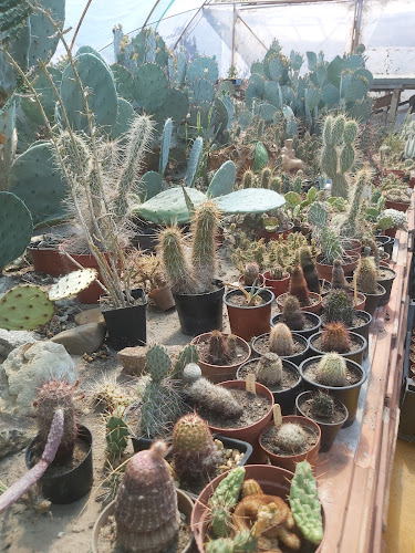 Kaktusz Múzeum