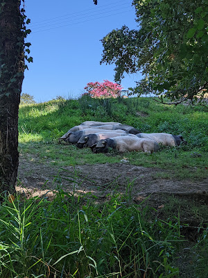 La Ferme Serbielle à Angous
