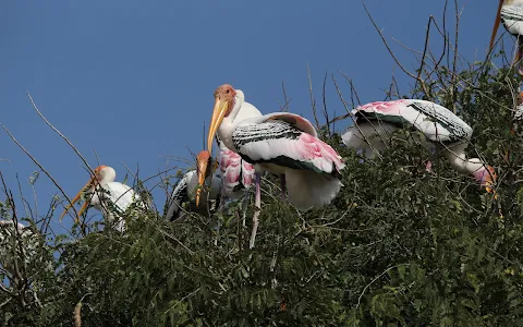 Kokkare Belluru Bird Sanctuary image