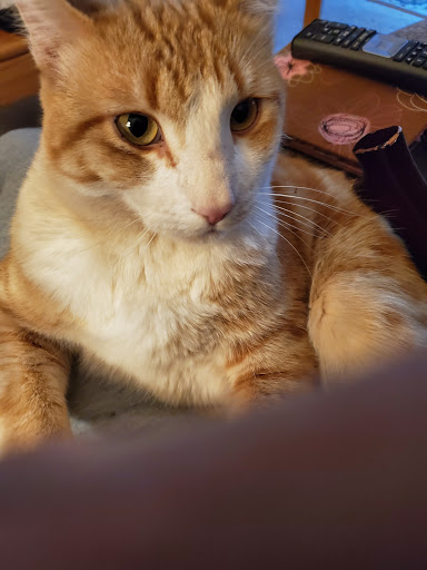 Pet Supply Store «Petco Animal Supplies», reviews and photos, 2005 Dr Martin Luther King Jr Pkwy, Chico, CA 95928, USA