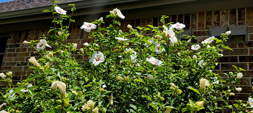 Park «Gabe Nesbitt Community Park», reviews and photos, 7001 Eldorado Pkwy, McKinney, TX 75070, USA