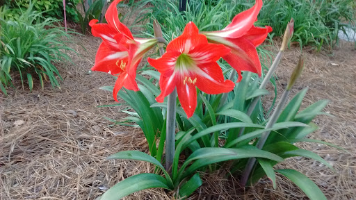 National Forest «Francis Marion National Forest», reviews and photos, 2967 Steed Creek Rd, Huger, SC 29450, USA