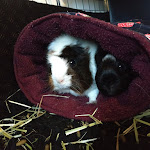 Photo n° 1 de l'avis de Clélia.a fait le 08/02/2022 à 14:36 pour Ani'Buddy à Amiens