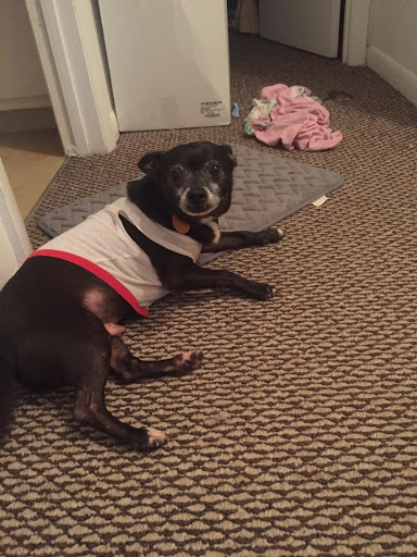 Pet Supply Store «Petco Animal Supplies», reviews and photos, 4616 Millenia Plaza Way, Orlando, FL 32839, USA