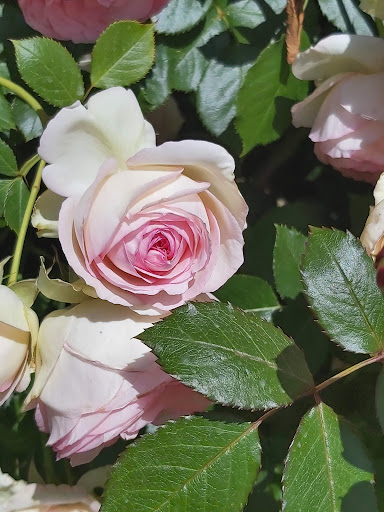 The Swiss Rose Garden Nursery