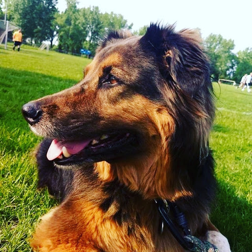 Pet Supply Store «Pet Supplies Plus», reviews and photos, 955 Co Rd E East #100, Vadnais Heights, MN 55127, USA