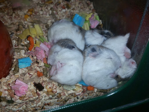 Pet Supply Store «Pet Supplies Plus», reviews and photos, 2649 E Grand River Ave, Howell, MI 48843, USA