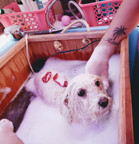 D'Nice Pet Shop Móvel SPA - Spa