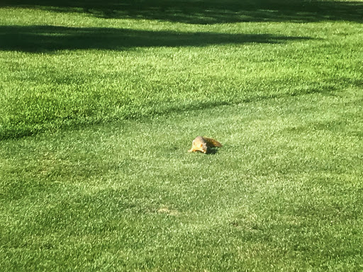 Park «Wing Park Golf Course», reviews and photos, 1010 Wing St, Elgin, IL 60123, USA