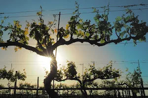 3 Texans Winery and Vineyard image
