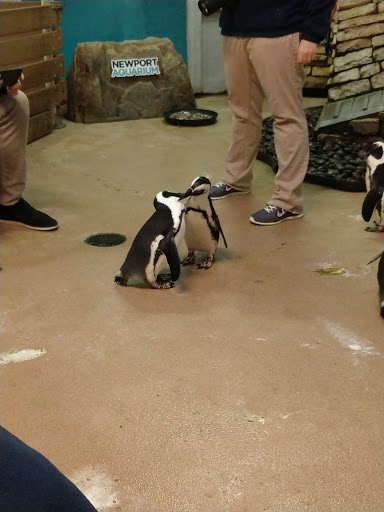 Aquarium «Newport Aquarium», reviews and photos, 1 Aquarium Way, Newport, KY 41071, USA