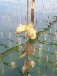 Photo n°20 de Earl Les delices de la mer à Leucate ()