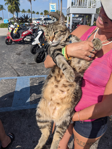 Motorcycle Rental Agency «Key West Moped», reviews and photos