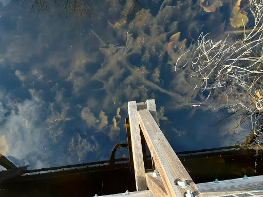 Nature Preserve «Tacoma Nature Center», reviews and photos, 1919 S Tyler St, Tacoma, WA 98405, USA