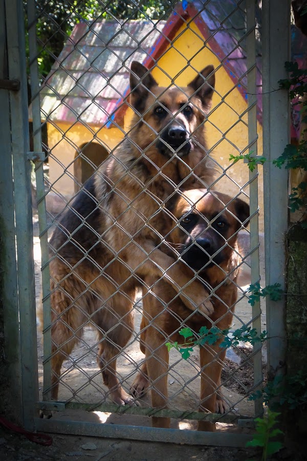 Kynoikos residncia canina