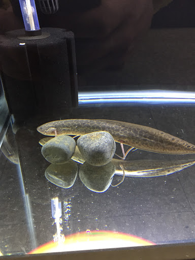 Pet Store «Fin & Feather Pet Center, Inc.», reviews and photos, 5208 Lakeside Ave, Richmond, VA 23228, USA