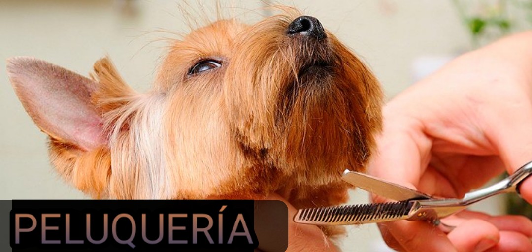 Clínica de Mascotas VETERINARIA-GUARDIAS-PELUQUERÍA