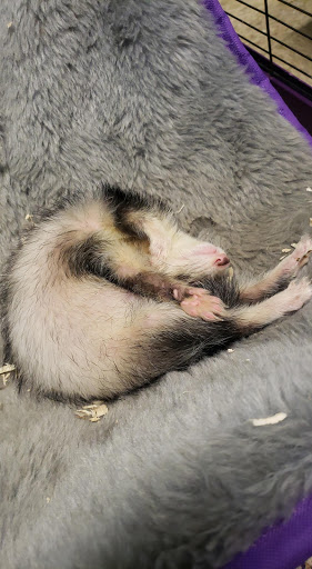 Tropical Fish Store «Caribbean Pets», reviews and photos, 298 Central Ave, Jersey City, NJ 07307, USA