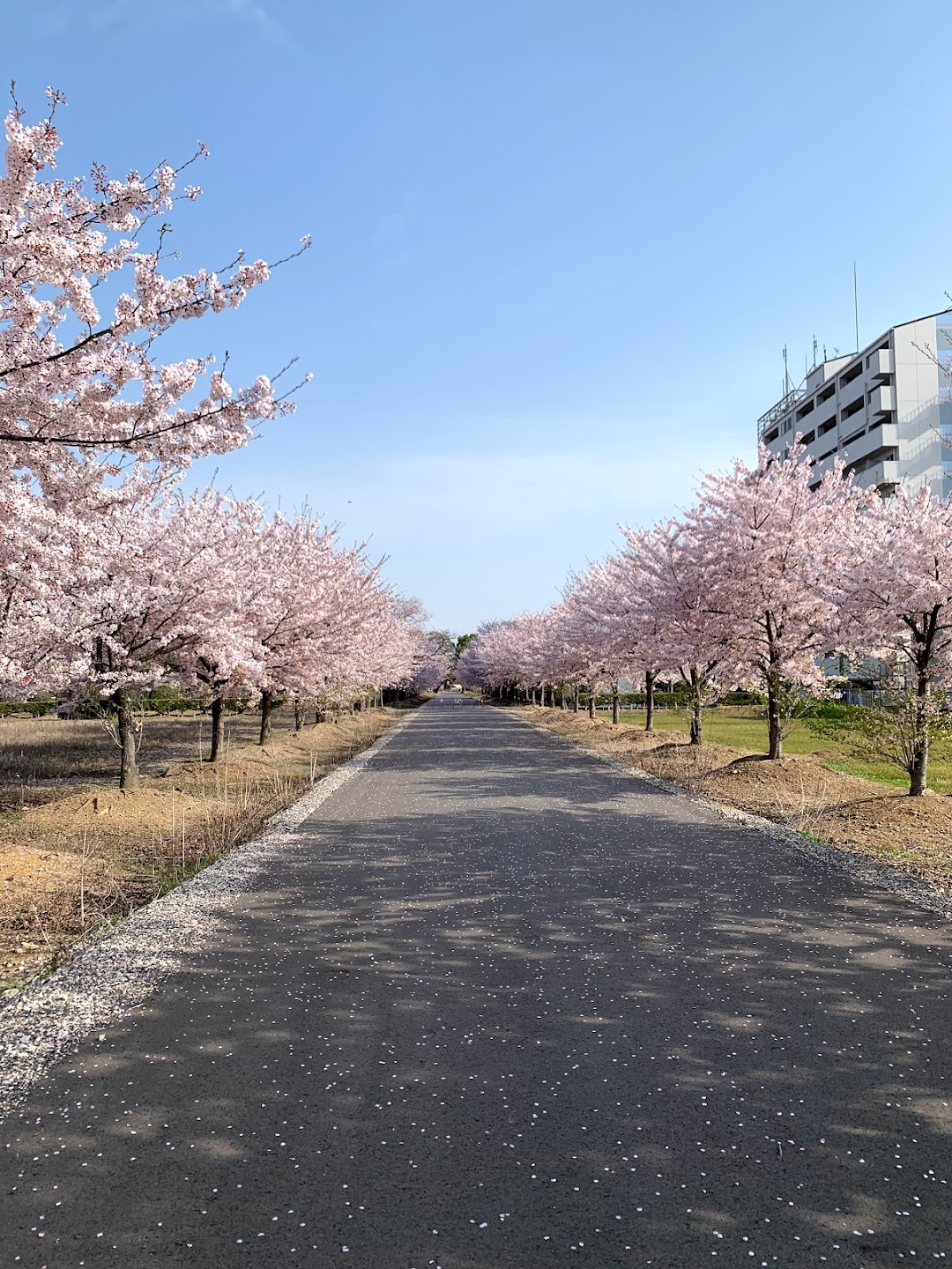 旭化成の桜並木