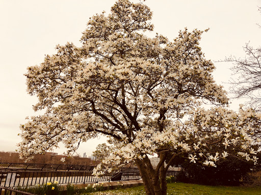 Park «Carl Schurz Park», reviews and photos, East 86th Street & East End Ave, New York, NY 10028, USA