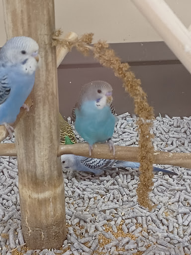 Shopping Mall «Pine Creek Shopping Center», reviews and photos, 692 Freeman Ln, Grass Valley, CA 95949, USA