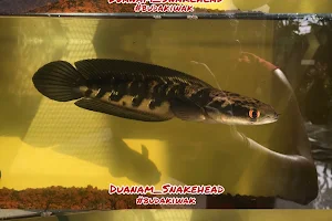 Duanamsnakehead image