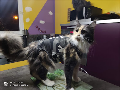 Cornish Rex et Maine Coon Les Kings Of Gotha à Frossay