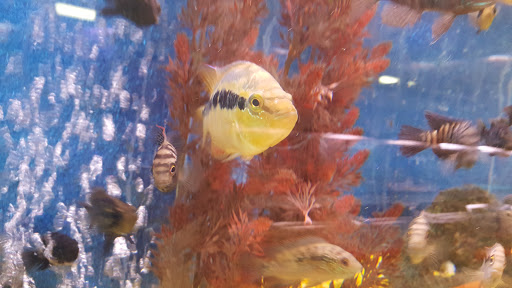 Tropical Fish Store «Trop Aquarium», reviews and photos, 3125 E Tropicana Ave D, Las Vegas, NV 89121, USA