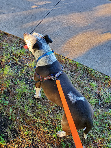 Park «Watkins Park», reviews and photos, 101 Live Oak St, Red Oak, TX 75154, USA