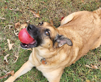 Tina's Dog House, Pet & Home Care LLC - Photo 5 - Car repair in Lyman, SC, Greenville